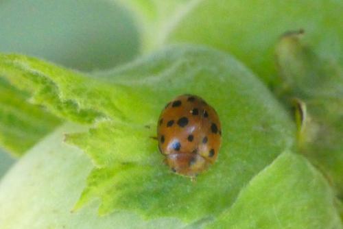 Réf. 301 055 : Subcoccinella vigintiquatuorpunctata